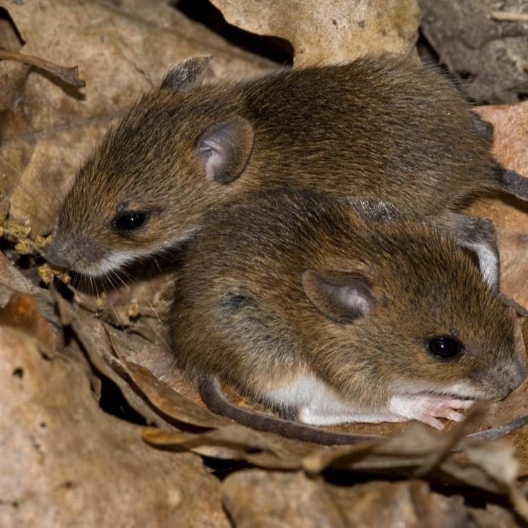 Уничтожения мышей в частном доме в Ростове-на-Дону?