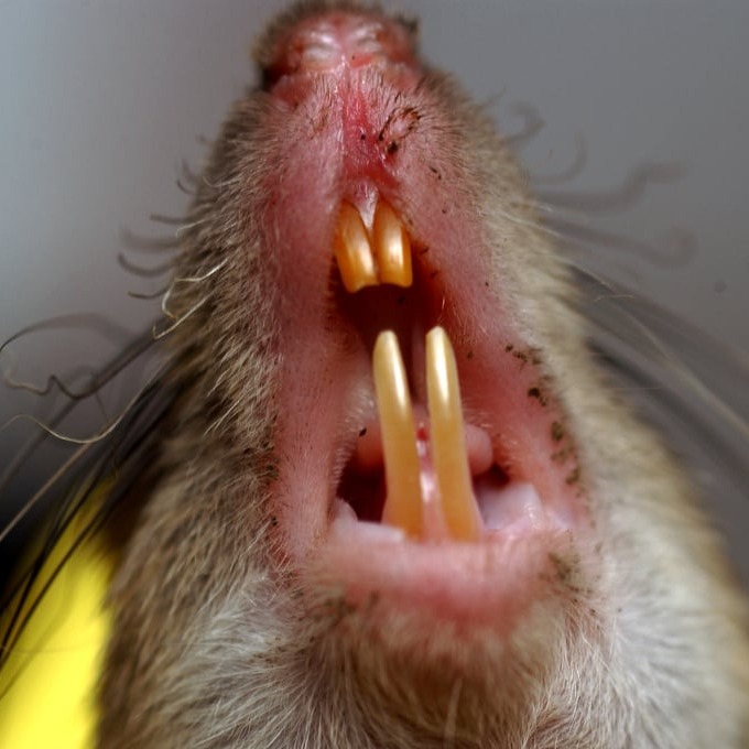 Дератизация крыс в Ростове-на-Дону?